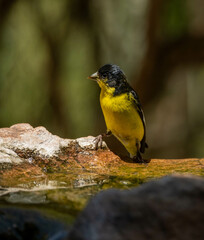 yellow wagtail on a rock
