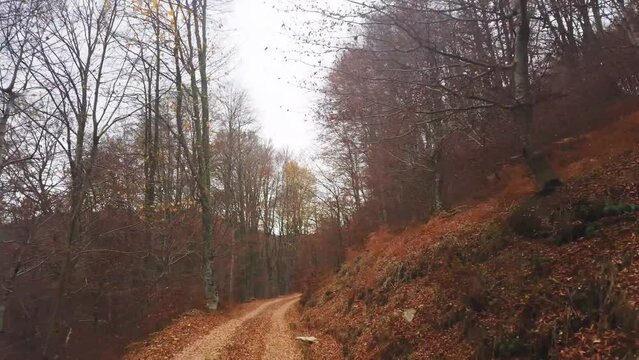 Pov of suv 4x4 vehicle driving along a rural road full of brown fallen leaves in mountain forest