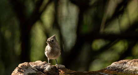 Titmouse on rock