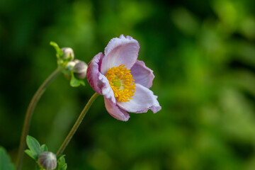 Blossom pale pink anemone flower macro photography in summer day. Windflower with light pink petals on green background close-up photo in summertime.	
