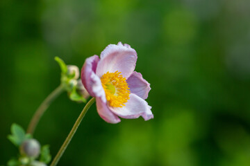Obraz premium Blossom pale pink anemone flower macro photography in summer day. Windflower with light pink petals on green background close-up photo in summertime. 