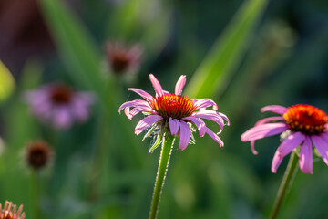 Blooming purple coneflowers on a green background on a sunny summer day macro photography. Echinacea flower with bright violet petals close-up photo in summer.	
