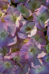 Blooming purple hydrangea flowers macro photography on a summer day. Large cap of garden hydrangea with violet petals close-up photo in summertime. Large ball of flowers with lilac petals.