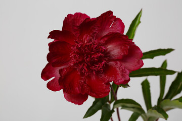 A dark red peony flower isolated on a gray background.