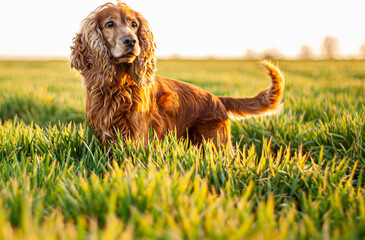 Pies Cocker Spaniel - Król Lew, Portret psa