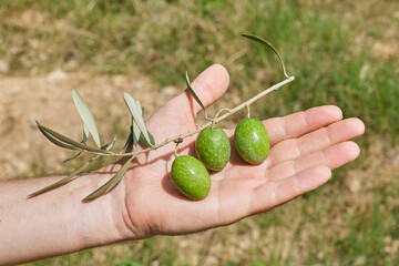 A green olive branch with three olives lies on a man's palm