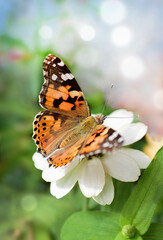 butterfly on flower