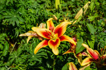 Fototapeta premium orange lily flower