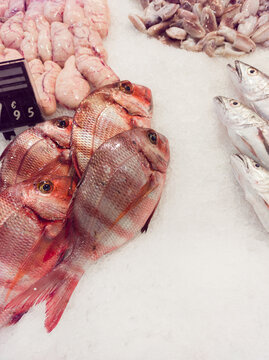 Assortment of fish from the Andalusian coast displayed for sale.