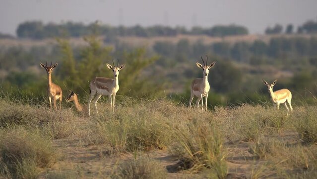 Al marmoom conservation desert, arabian sand gazelle grazing. Near Al qudra lakes.	