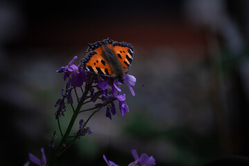 Obraz premium Schmetterling auf einer grünen Blume