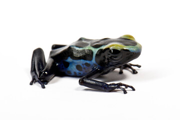 Färberfrosch // Dyeing poison dart frog (Dendrobates tinctorius) - Robertus