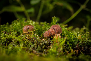 mushroom in the moss in the forest