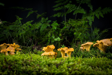 mushroom Cantharellus cibarius in the moss in the forest
