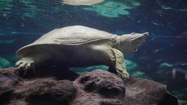 Soft-bodied Far Eastern Turtle in the Aquarium.