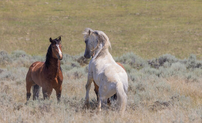 Wild Horse Stallions Sparring in the Wyoming Desert
