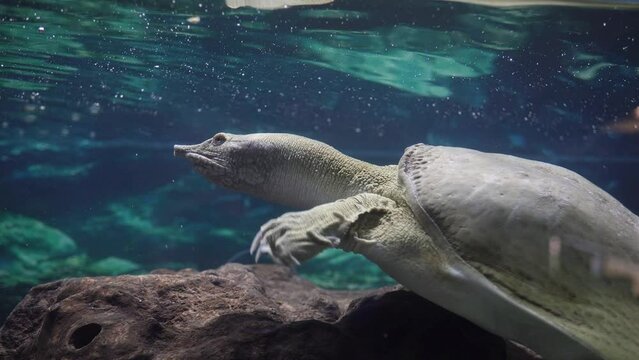 Soft-bodied Far Eastern Turtle in the Aquarium.
