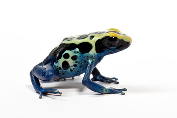 Dyeing poison dart frog // Färberfrosch (Dendrobates tinctorius) - 