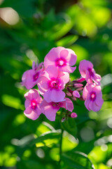 Obraz premium Blooming pink phloxes macro photography on a summer sunny day. Purple phlox little flowers close-up photo in the summer garden. A flowering plant in sunlight with pink petals floral background.