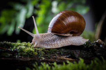 garden snail on moss in the forest
