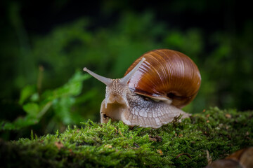 garden snail on moss in the forest