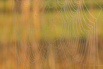 Woven web on the meadow. There is a web between the blades of grass. Morning dew and water drops. Beautiful bokeh Created with an old lens.