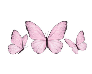 butterfly on white background