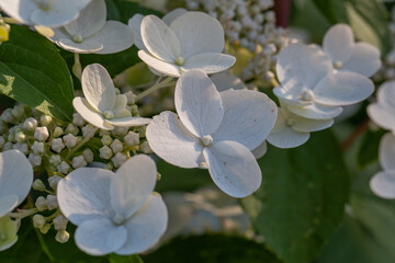 Blooming white hydrangea flowers macro photography on a summer day. Large cap of garden hydrangea with white flowers close-up photo in summertime. Large ball of flowers with white petals.