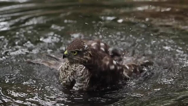 Female of Eurasian Sparrowhawk (Accipiter nisus), taking a bath on slow motion