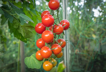detail tomato fruit in the greenhouse
