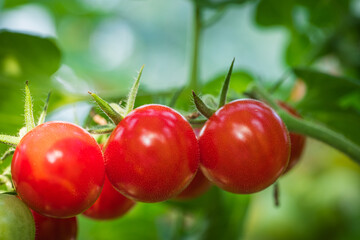 detail tomato fruit in the greenhouse