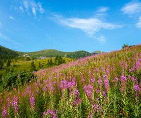 Pink blooming Sally and yellow hypericum flowers on summer mountain slope. In far - Pozhyzhevska weather and botanic stations (building was laid in 1901), Chornohora ridge, Carpathian, Ukraine.