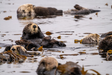 A raft of sea otters in Morro Bay, California.