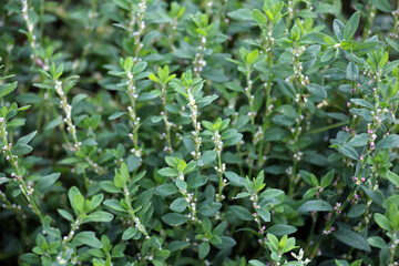 Obraz premium The grass Polygonum aviculare grows in nature