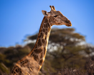 Wild Giraffe at Safari, Zimbabwe