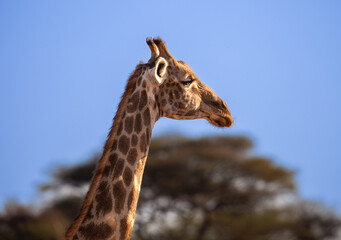 Wild Giraffe at Safari, Zimbabwe