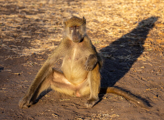 Wild Baboon sitting in the Sun, Zimbabwe