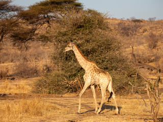 Wild Giraffe at Safari, Zimbabwe