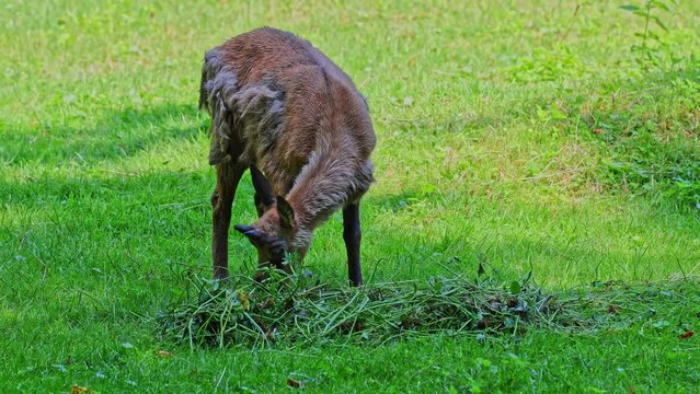 Apennine chamois, Rupicapra pyrenaica ornata, is living in the Abruzzo-Lazio-Molise National Park in Italy and the Pyrenees in Spain