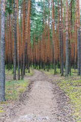 Fototapeta premium Perspective with a forest path going deep into a pine forest.