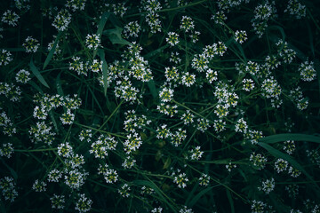 Small white meadow flowers texture