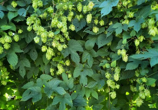Fresh green hops plant background. Hop cones with leaf. Organic hop flowers. Approach