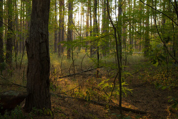 Obraz premium Chernobyl forrest