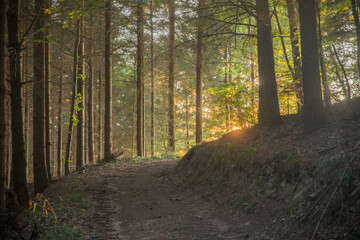 Autumn in the woods