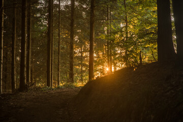 Autumn in the woods