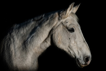 Portrait of a white horse 
