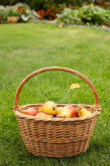 harvest of pears in a wicker basket in the garden