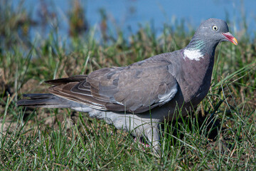 The?common wood pigeon?(Columba palumbus) is a large?species?in the dove and pigeon?family?(Columbidae) common in aiguamolls emporda girona spain