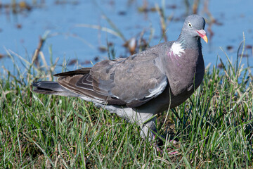 The?common wood pigeon?(Columba palumbus) is a large?species?in the dove and pigeon?family?(Columbidae) common in aiguamolls emporda girona spain