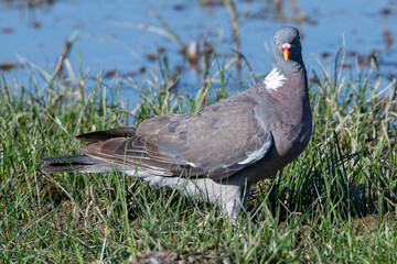 The?common wood pigeon?(Columba palumbus) is a large?species?in the dove and pigeon?family?(Columbidae) common in aiguamolls emporda girona spain